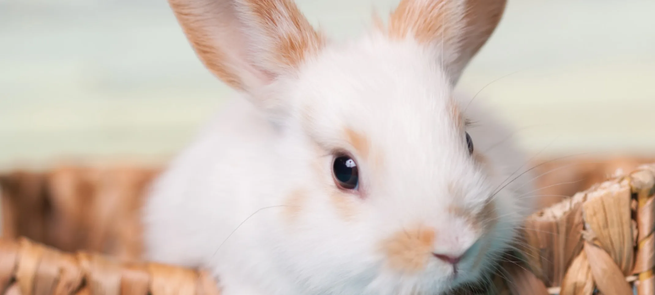 Small bunny inside of basket